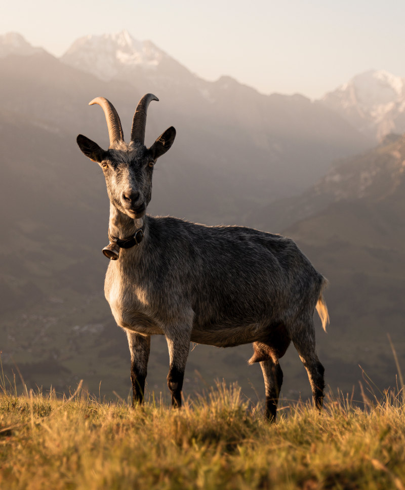 steenbok gids