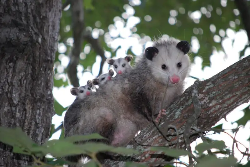 opossum kanker geest dier