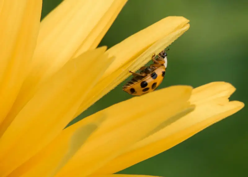 spirituele betekenis van een geel lieveheersbeestje