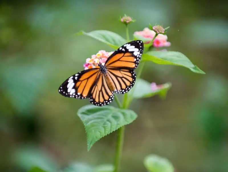 spirituele betekenis van een monarchvlinder