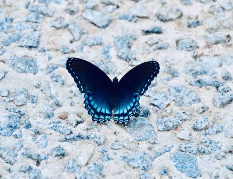 spirituele betekenis van een blauwe vlinder
