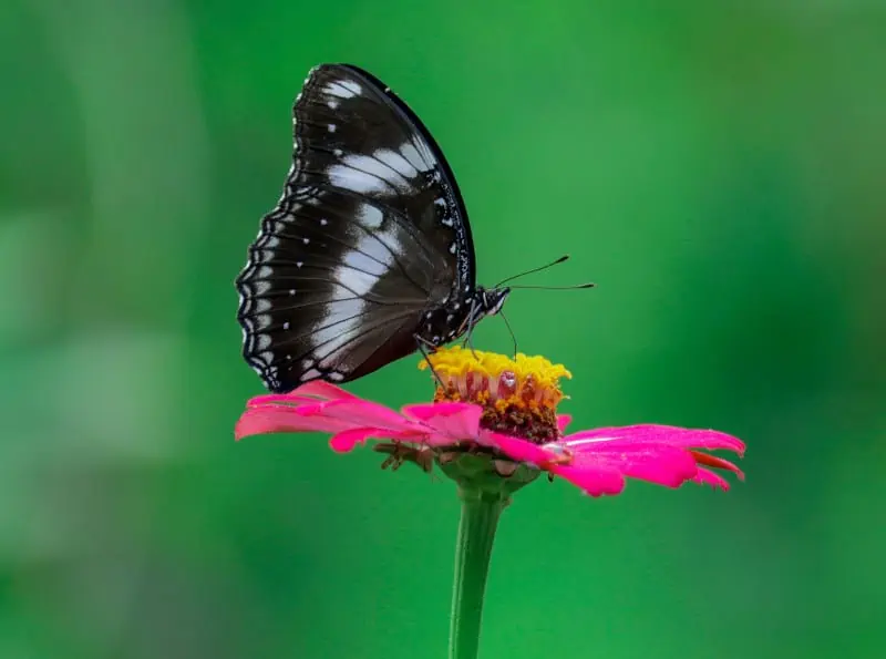spirituele betekenis van een zwarte vlinder