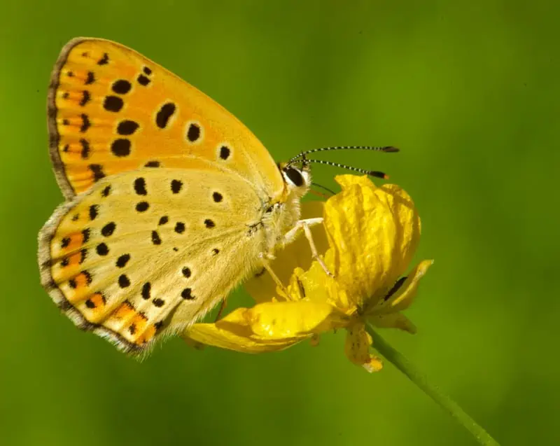 spirituele betekenis van een gele vlinder