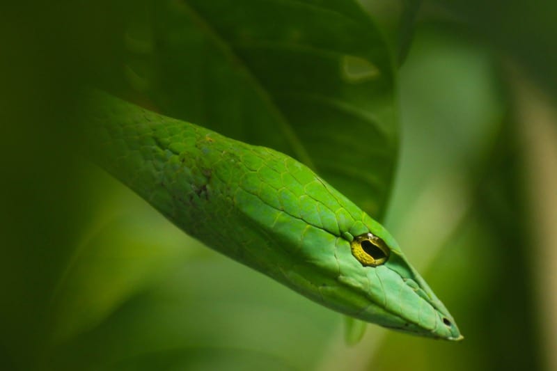 droom over groene slangen