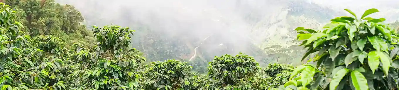 Uitzicht op bomen en bergen vanaf een koffieboerderij in Colombia