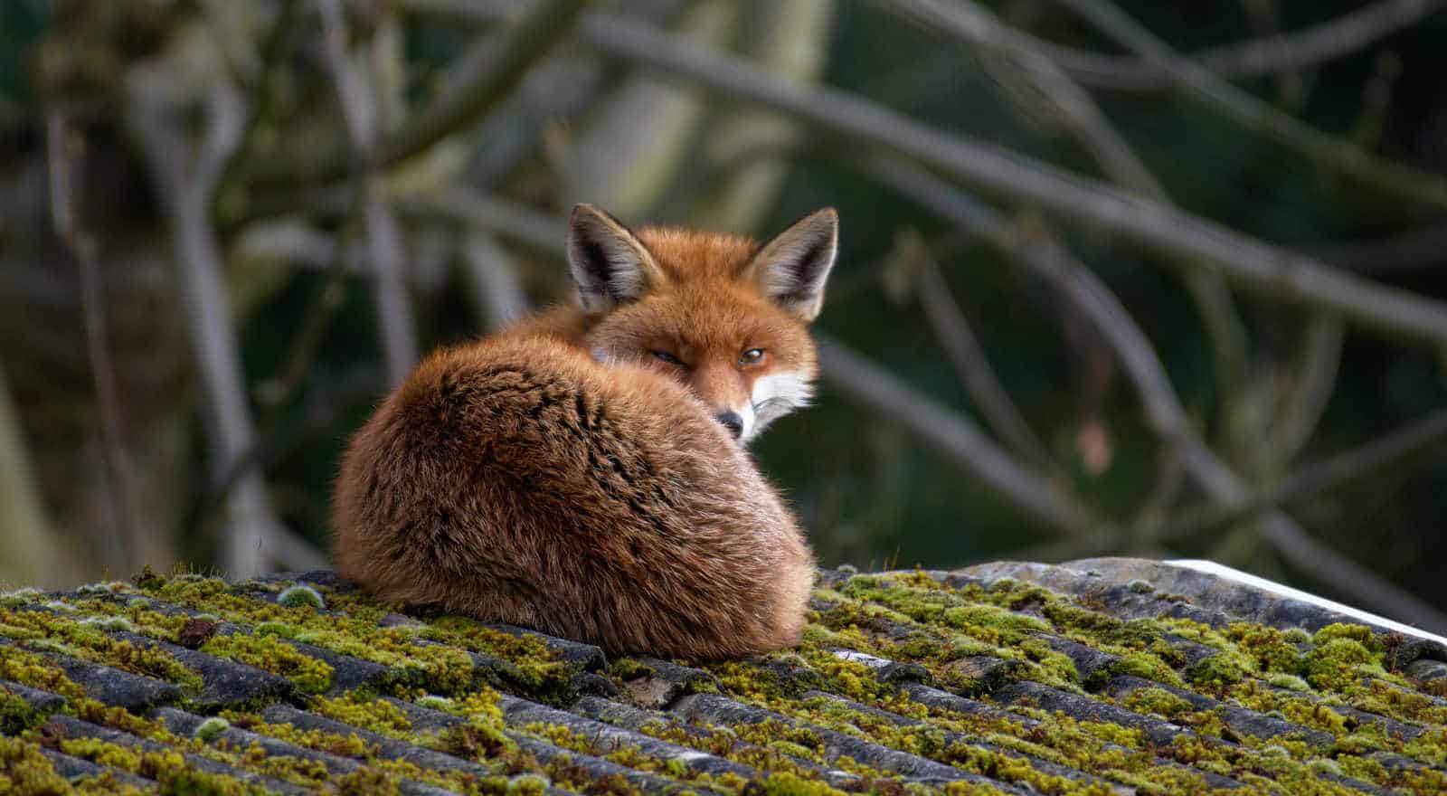 3 Maagd Geest Dieren: Ontdek Je Maagd Geest Gids