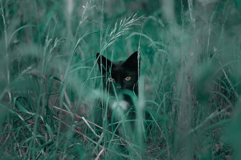 droom over zwarte kat
