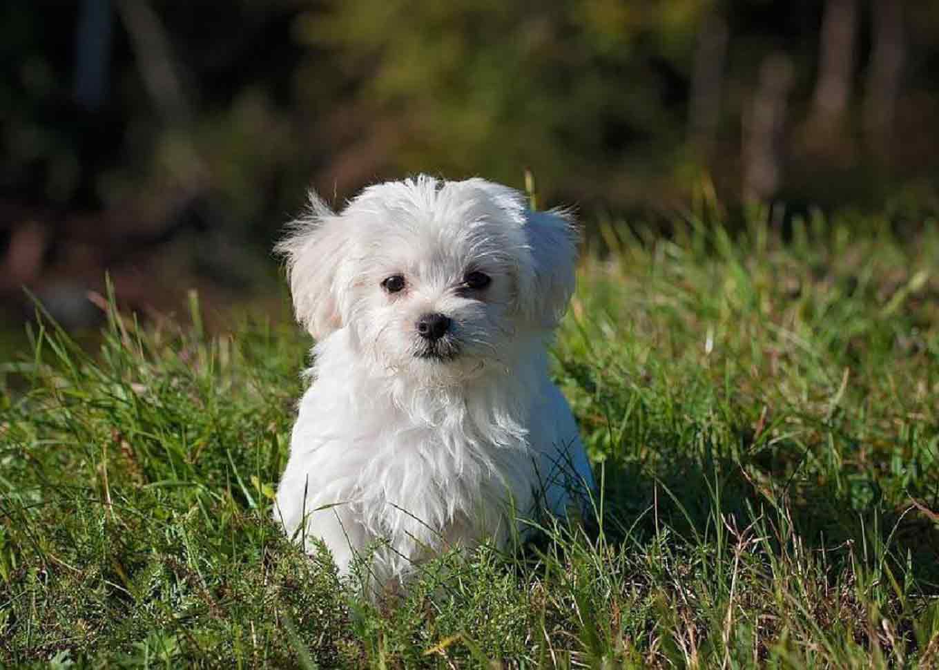 Een witte hond in een grasveld
