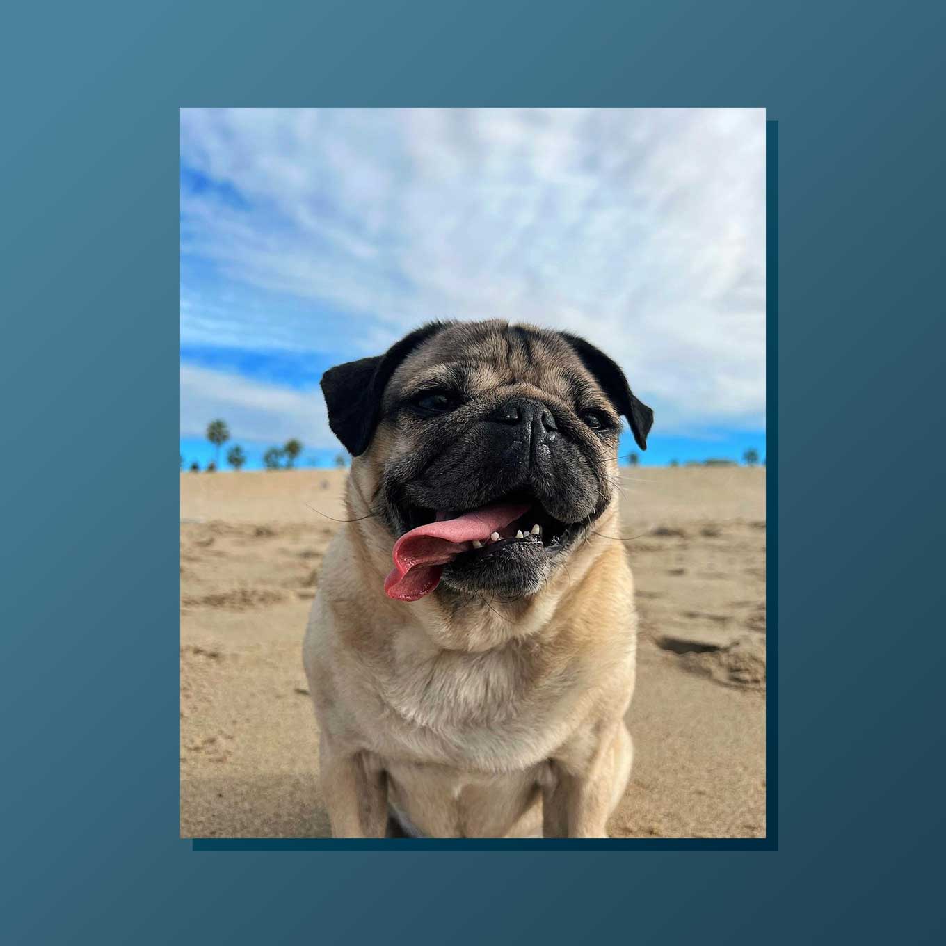 Doug de Mopshond glimlacht met zijn tong op het strand