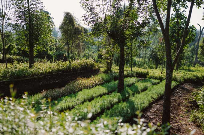 Een groen bos in Kenia