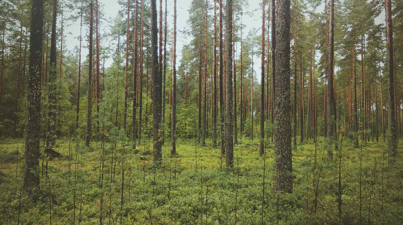 Een bos vol oude en jonge bomen