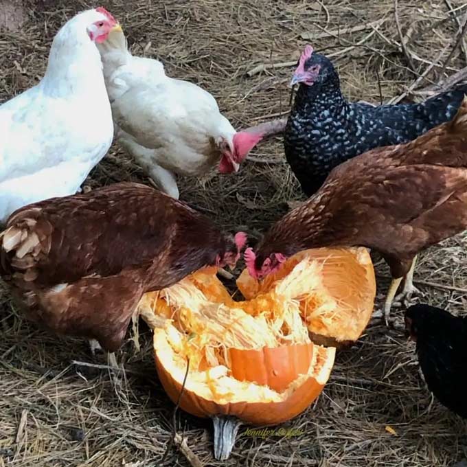 Een groep kippen die van een pompoen eten