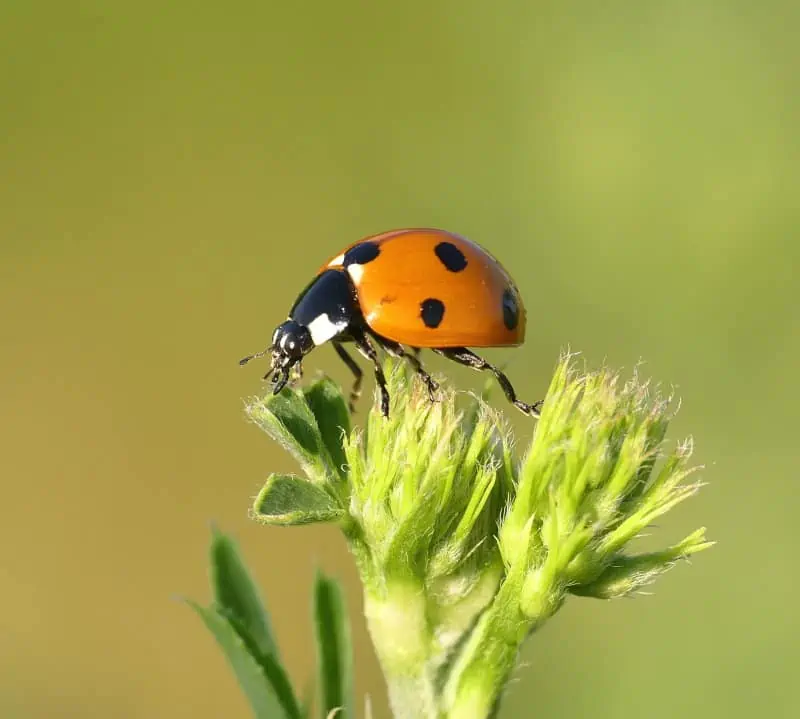 spirituele betekenis van een lieveheersbeestje