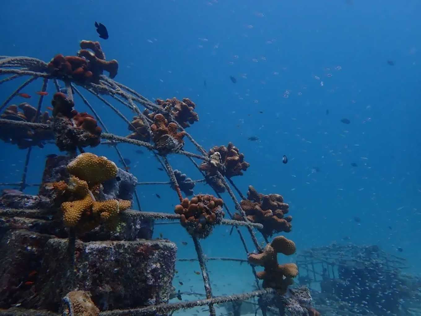 Koraalriffen groeien in een metalen koepel
