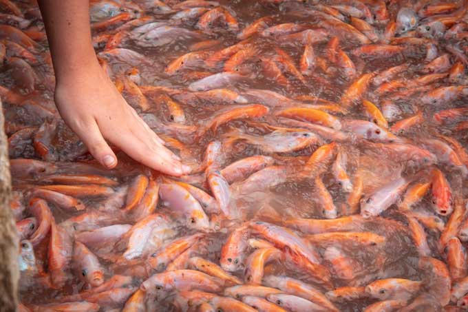 Kleurrijke oranje vissen die methaan krijgen