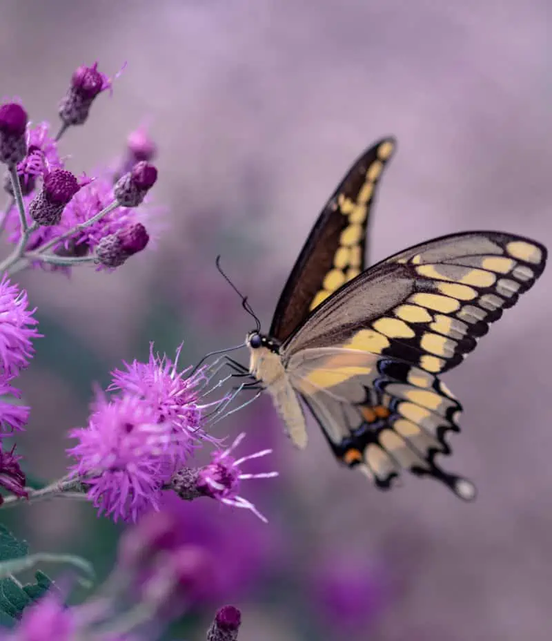 wat betekent het zien van een vlinder