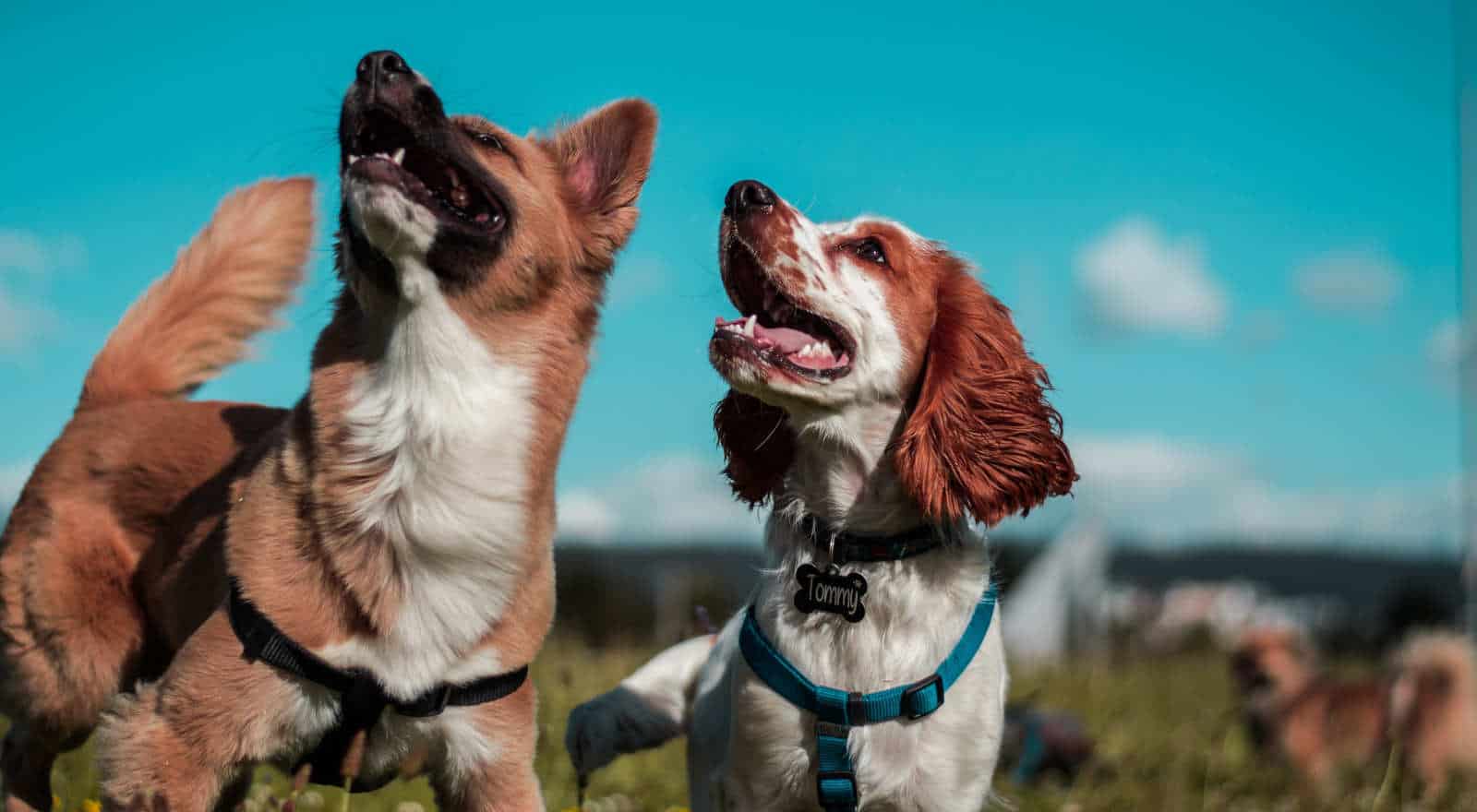 Droom je over honden? Dit is wat het betekent