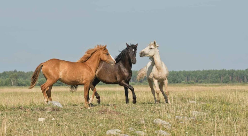 Wat betekenen dromen over paarden? 7 meest voorkomende paardendromen uitgelegd
