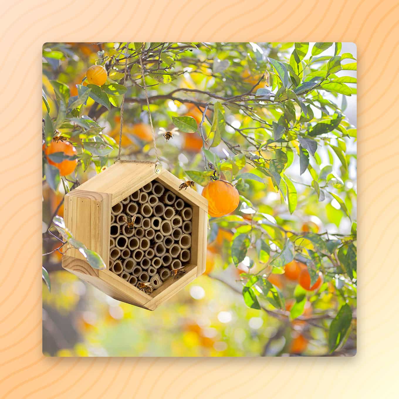 Een uniek bijenhotel hangend aan een fruitboom