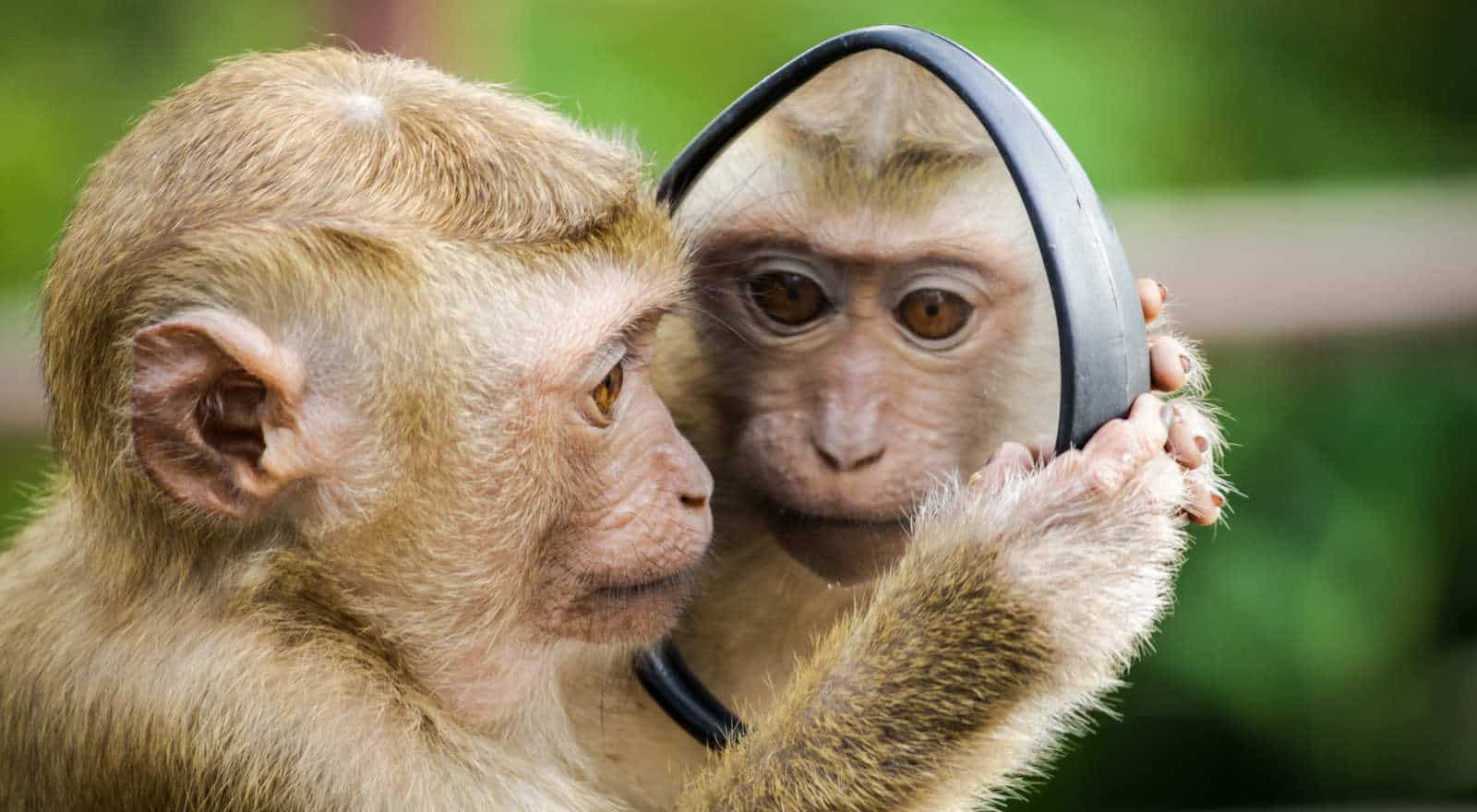 3 Tweelingen Spirit Animal vertegenwoordigt het sterrenbeeld Tweelingen