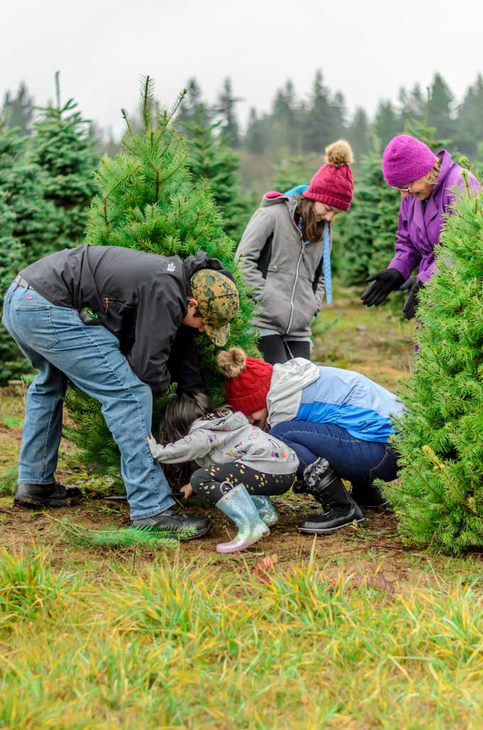 Een gezin kapt een duurzame kerstboom op een kerstboomboerderij