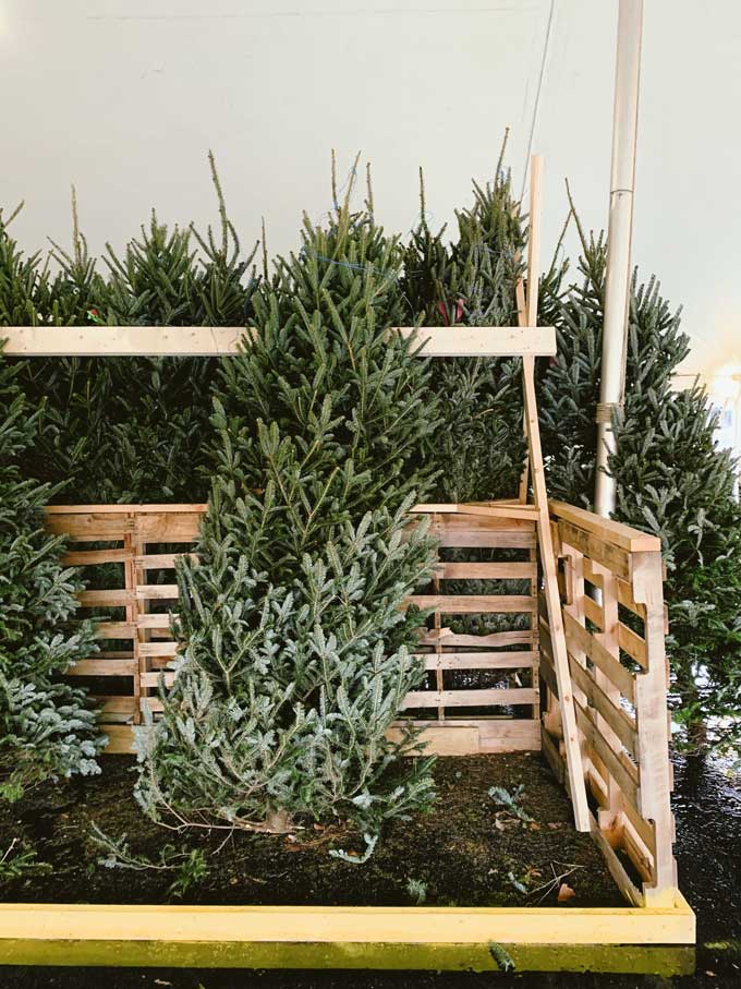 Een duurzame kerstboom te koop bij een kerstboomperceel in Atlanta