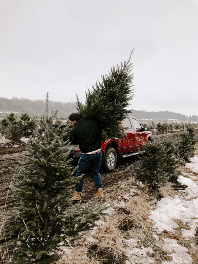 Een man draagt zijn nieuwe kerstboom naar zijn auto nadat hij hem heeft omgehakt bij de kerstboomboerderij.