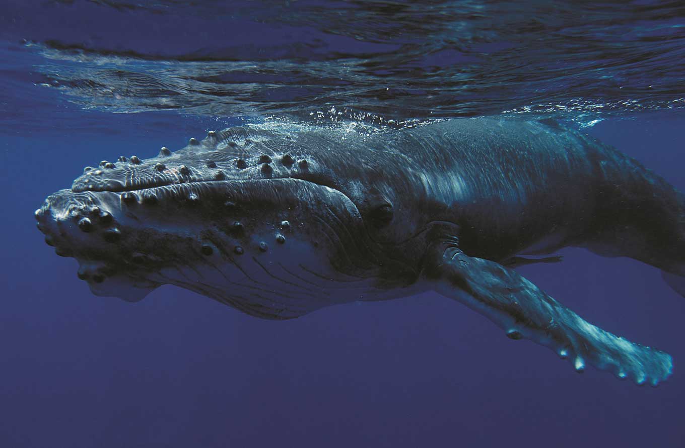 Een bultrugwalviskalf wordt van dichtbij onder water getoond