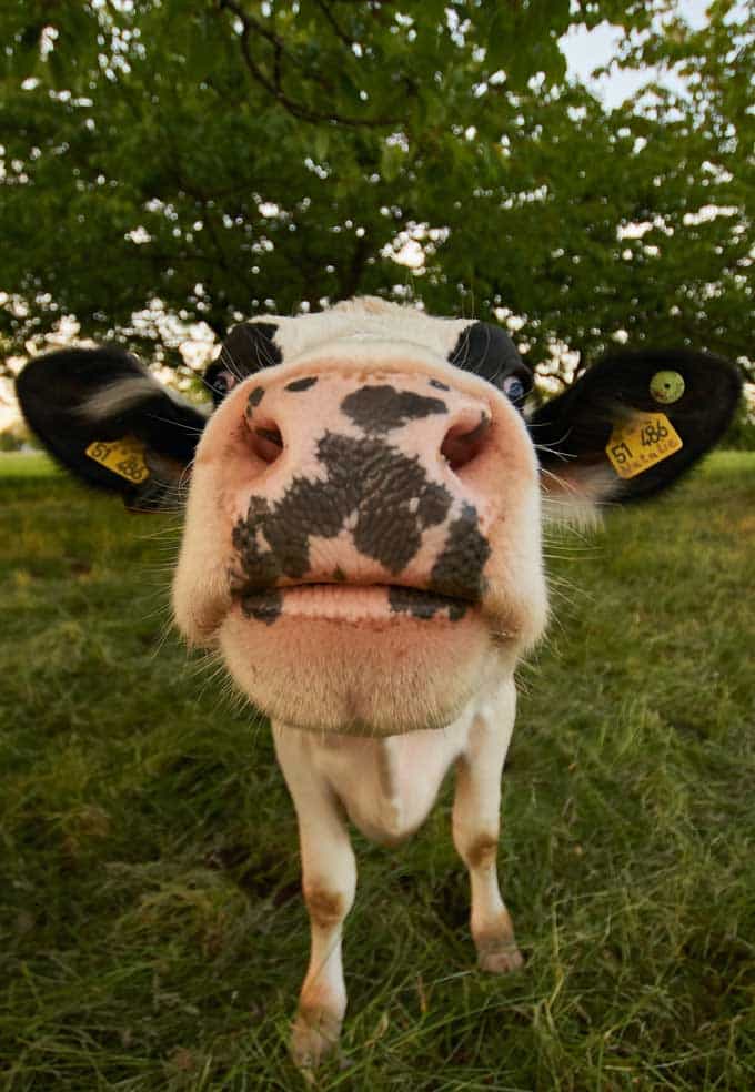 Een koe "Vormt" voor de groothoeklens van een camera