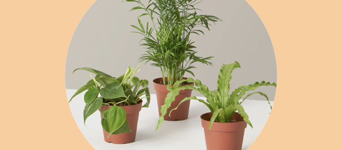 Drie planten in terra cotta-gekleurde plantenbakken zitten op een witte tafel met grijze achtergrond.