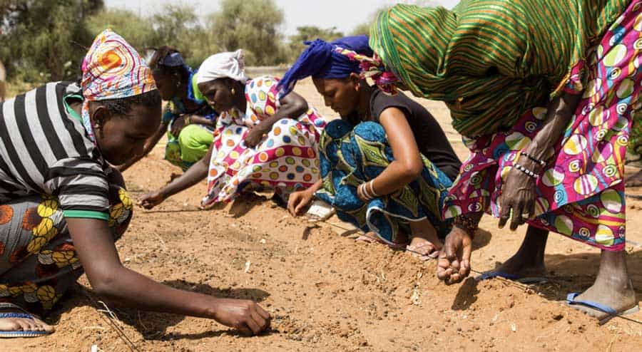 Vrouwen planten zaden om de Grote Groene Muur van Afrika te bouwen