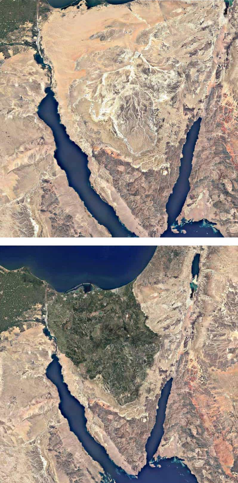 Satellietbeelden tonen de Sinaï nu (Boven) versus hoe het team van Van der Hoeven denkt dat het eruit zou kunnen zien als het project eenmaal is voltooid (Bottom)