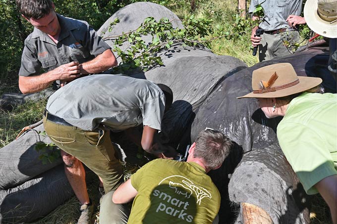 Een groep arbeiders leunt naar een olifant op de grond