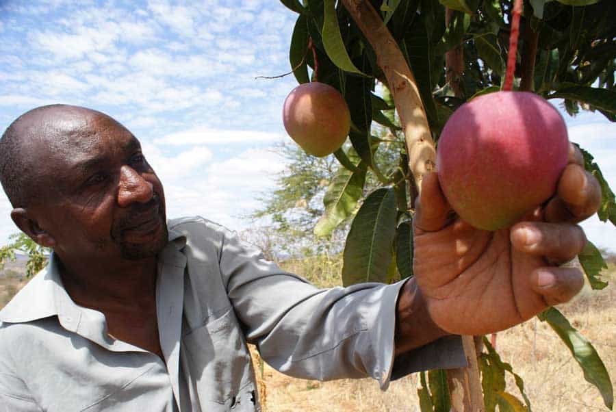 Een Keniaanse boer pakt rood rond fruit uit een van zijn bomen