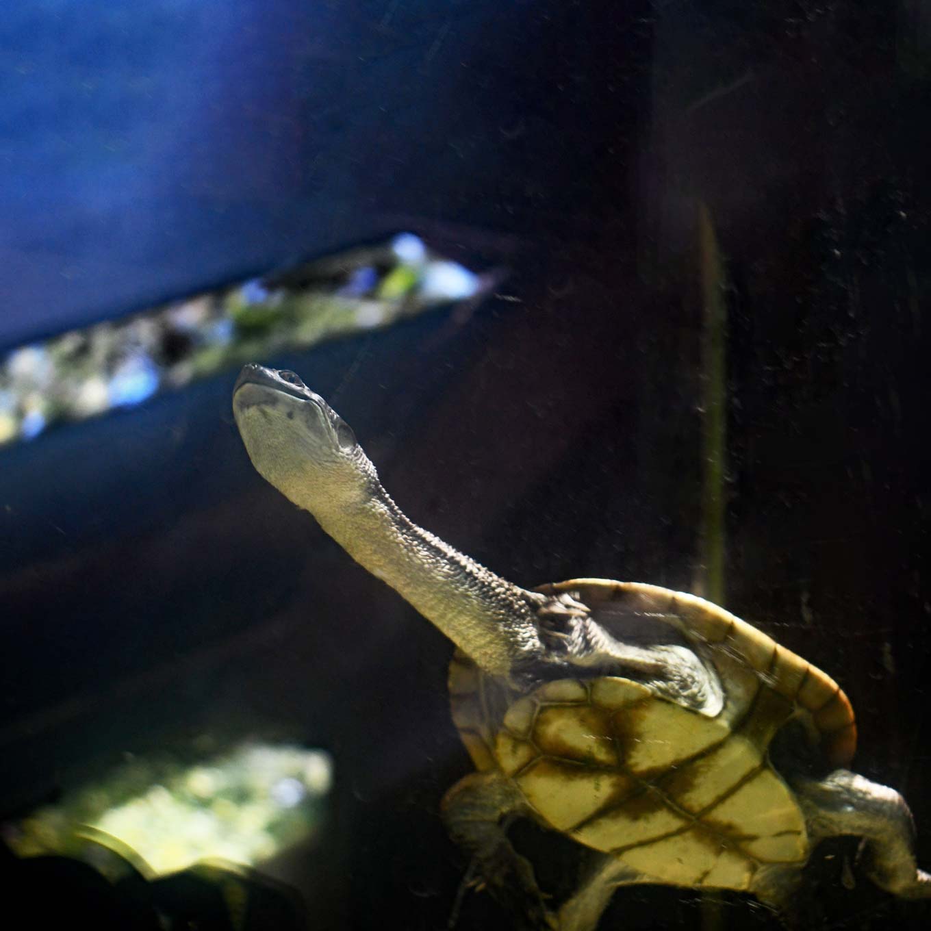 Roti Island Snake Turtle onder water, van onderaf bekeken