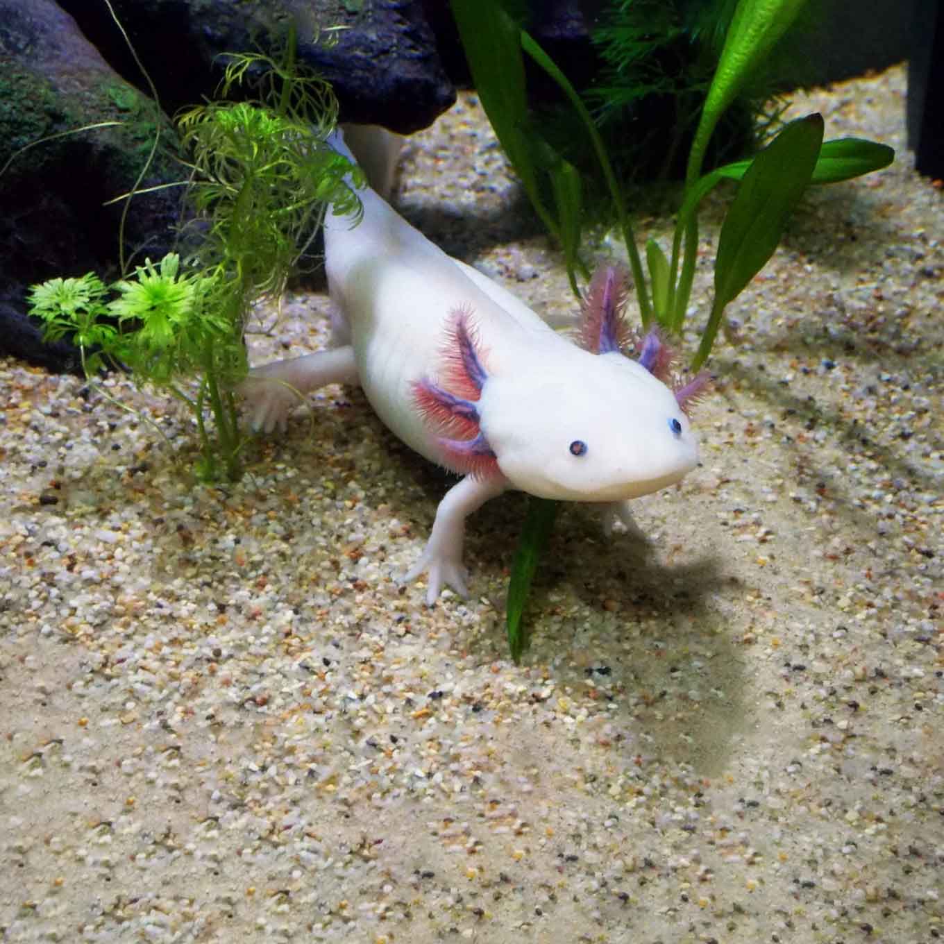 axolotl in gevangenschap