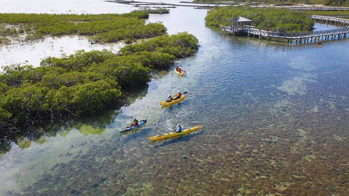 Een luchtfoto van mensen die kajaks gebruiken om over mangroven te reizen