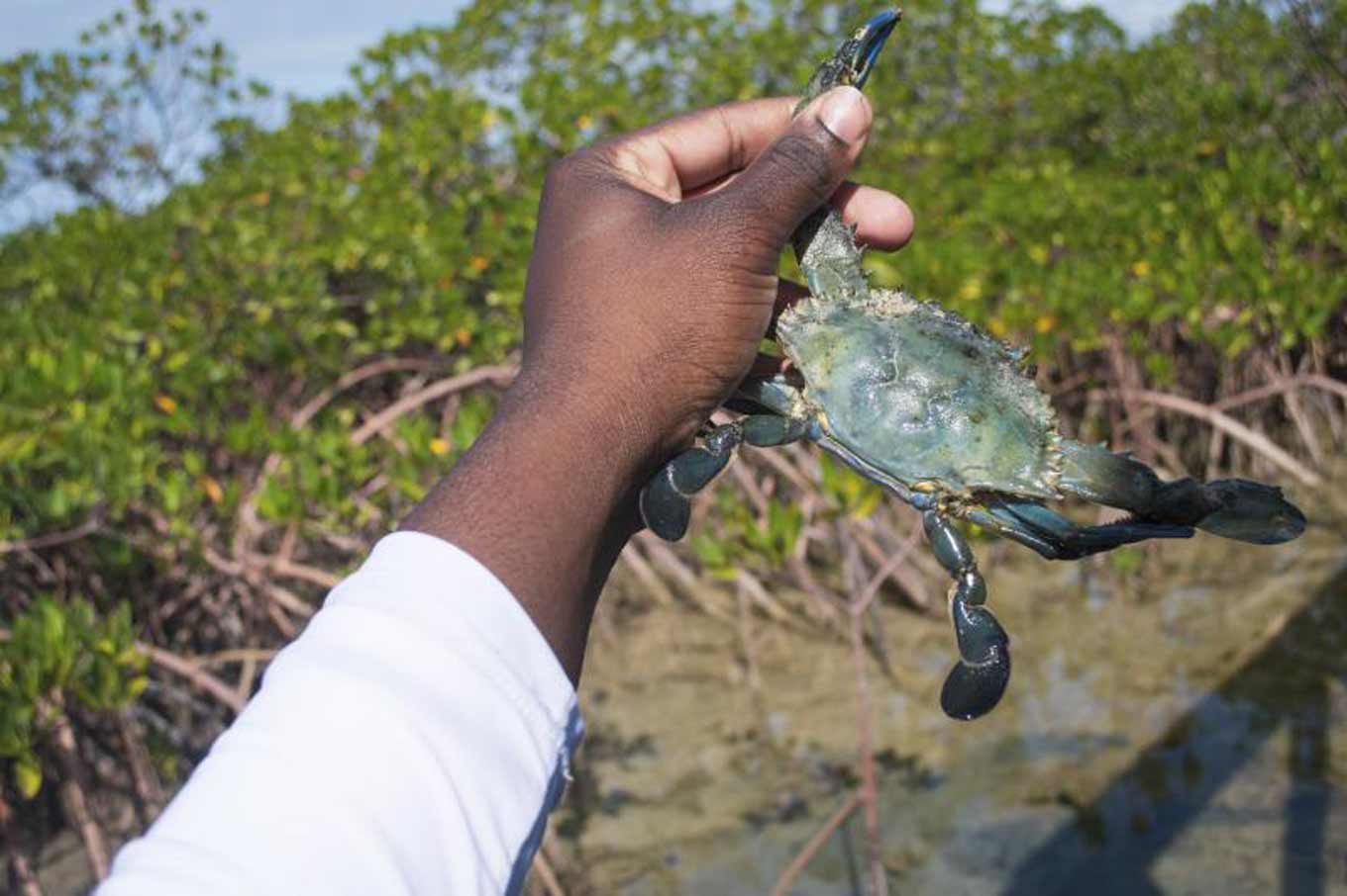 Een hand die een krab vasthoudt met mangroven op de achtergrond