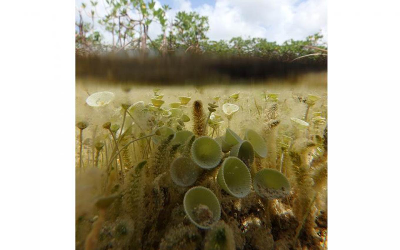 Een uitzicht onder water van een mangrove