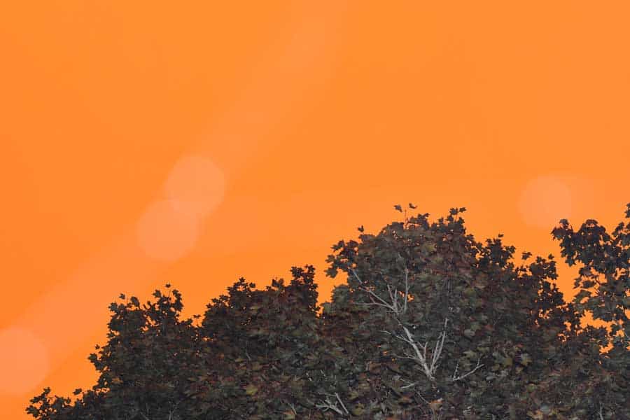 Het silhouet van een boom, voor een oranje lucht veroorzaakt door bosbranden