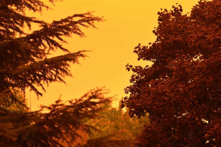 Het silhouet van een boom, voor een oranje lucht veroorzaakt door bosbranden