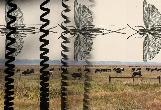 Drie boven elkaar geplaatste afbeeldingen van een boerderij met koeien op de achtergrond, vier telefoonsnoeren en geïllustreerde libellen