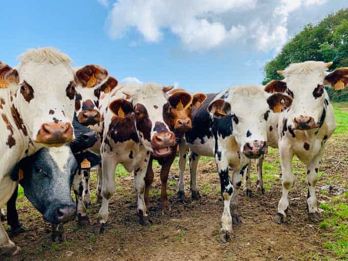 Koeien verzameld in een veld