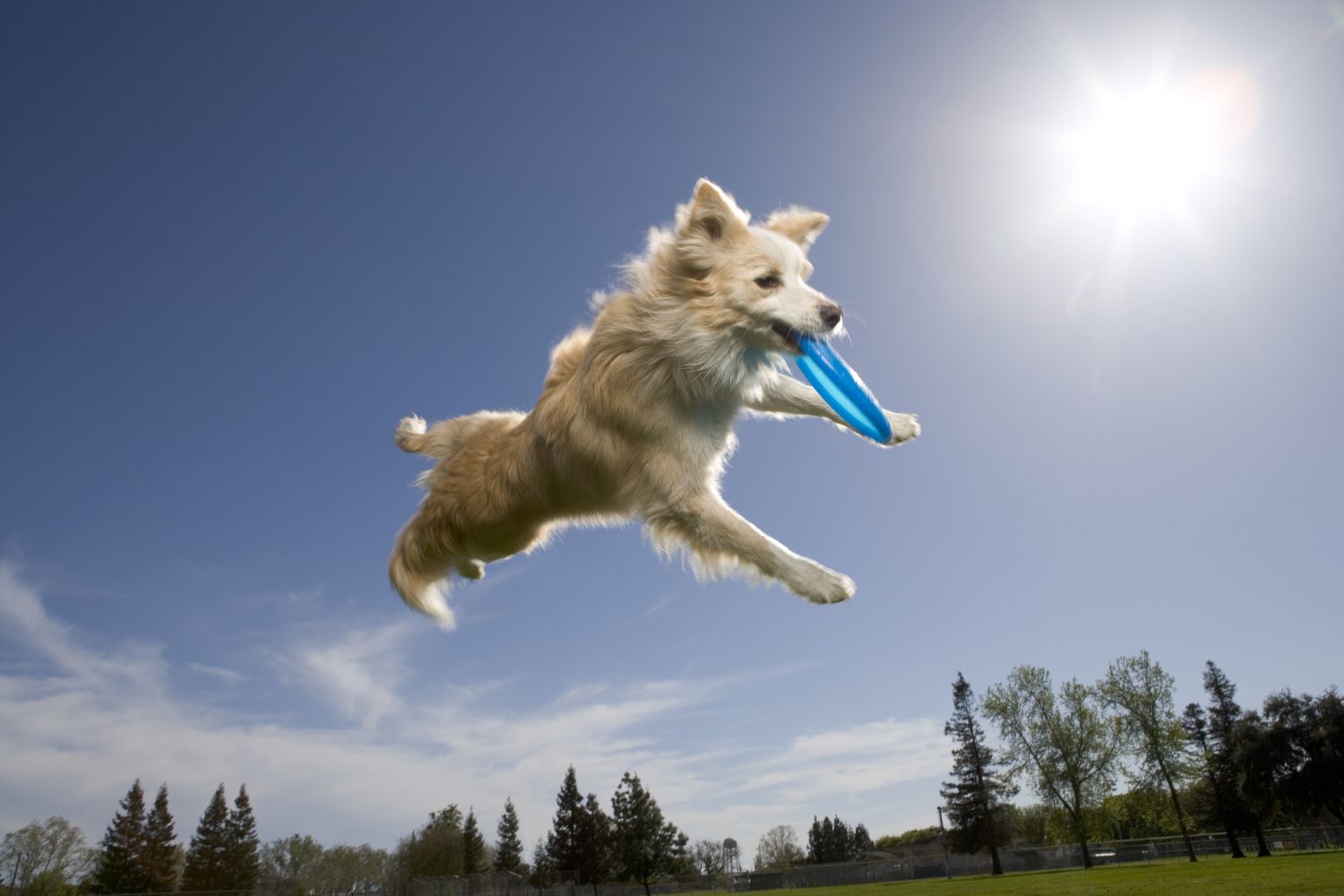 De 9 Beste Frisbees van 2023