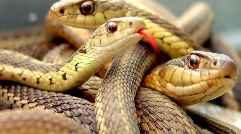 dromen over slangen